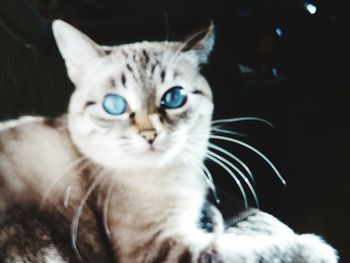 Close-up portrait of cat