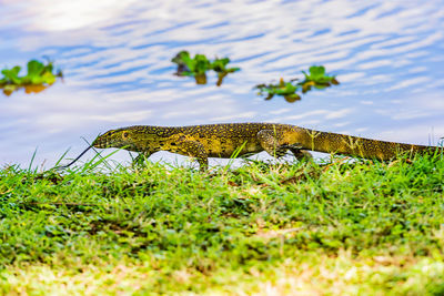 A monitor lizard on a hunting spree