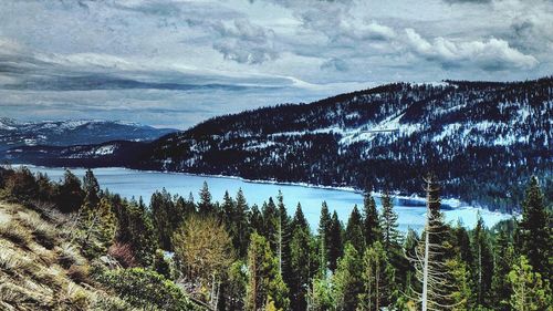 Scenic view of forest against sky