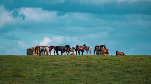 Cows on field against sky