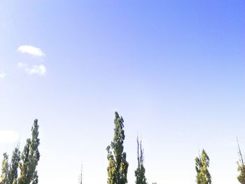 Low angle view of trees against blue sky