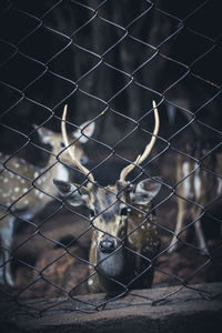 Portrait of deer seen through chainlink fence