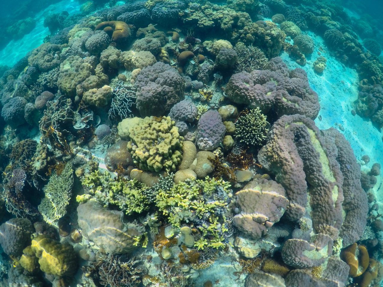 VIEW OF FISH SWIMMING UNDERWATER