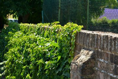 Close-up of fresh green plants against wooden fence