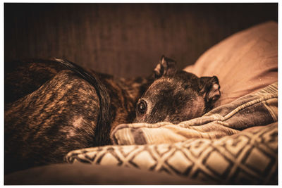 Dog sleeping on bed