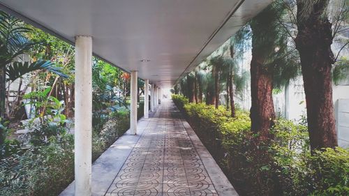 Empty footpath amidst trees in forest