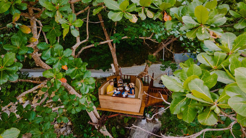 Afternoon tea in a birdnet in the trees of the tropical island phuket thailand