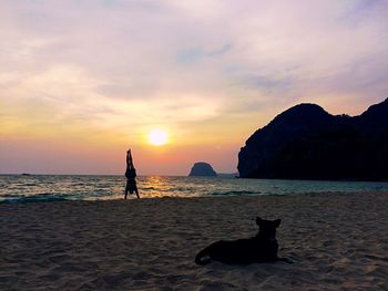 View of dog on beach at sunset