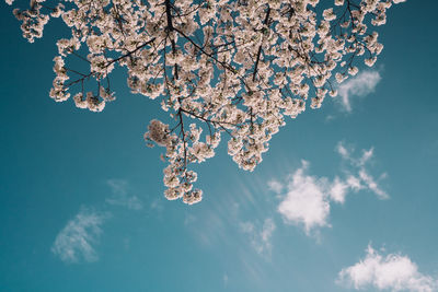 Low angle view of cherry blossom against sky