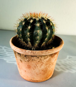 Close-up of succulent plant on table
