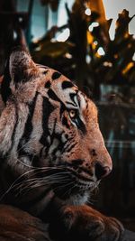 Close-up of a cat looking away