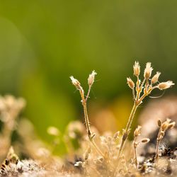 Close-up of wilted plant on field