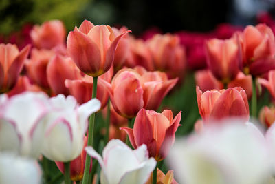 Close-up of pink tulips