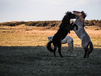 Horses running in a field