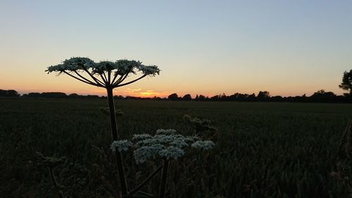 Scenic view of field against sky during sunset