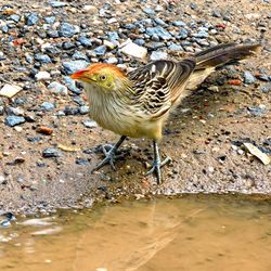 Close-up of bird perching on ground