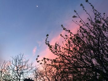 Low angle view of tree against sky