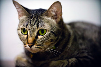 Close-up portrait of tabby cat