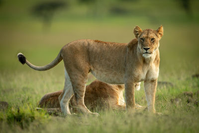 Lioness stands staring by another lying down