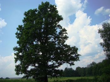 Low angle view of trees on field against sky