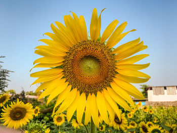 Close-up of sunflower against clear sky