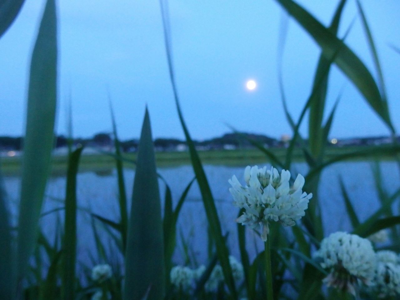 growth, plant, beauty in nature, flower, fragility, nature, close-up, freshness, focus on foreground, sky, blue, stem, tranquility, selective focus, white color, outdoors, tranquil scene, day, no people, water