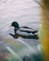 Duck swimming in lake