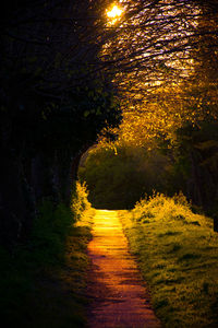 Footpath passing through trees