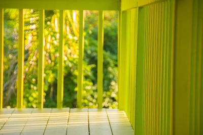 Close-up of bamboo seen through window