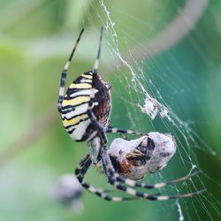 Close-up of spider on web