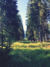 Trees growing on landscape