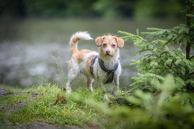 Portrait of dog on field