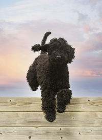 Dog on beach against sky during sunset