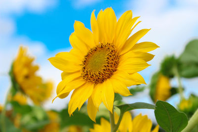 Close-up of yellow sunflower against sky