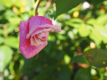 Close-up of rose blooming outdoors