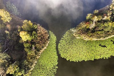 Panoramic shot of trees on field