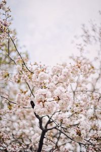 Low angle view of cherry blossom