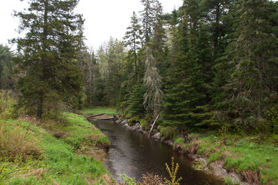 River amidst trees in forest