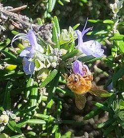 Close-up of bee pollinating flower