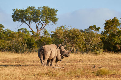 Two white rhinoceros in south africa