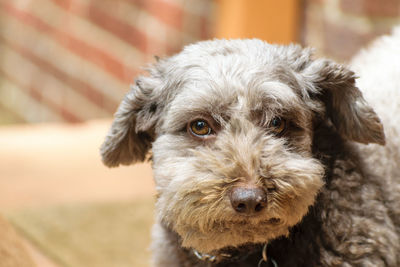 Close-up portrait of dog