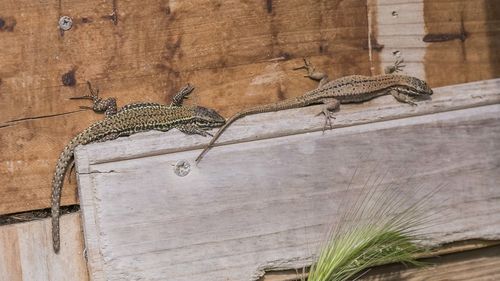 View of lizard on wood