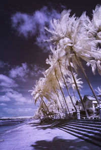 Close-up of frozen tree against sky