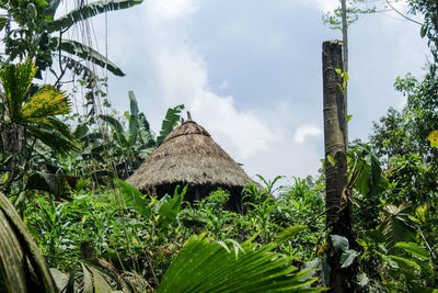 Panoramic shot of trees on landscape against sky