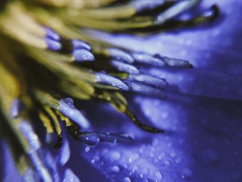 Close-up of water drops on purple flower