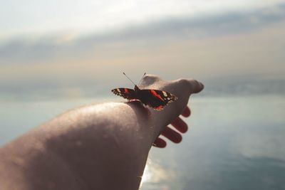 Butterfly perching on human hand
