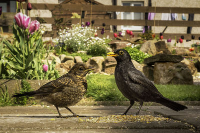 View of birds