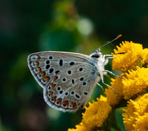 Close-up of butterfly pollinating on yellow flower