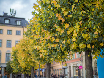 Close-up of yellow tree in city