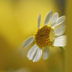 Close-up of yellow flower blooming outdoors